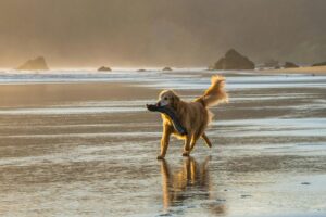Perro jugando con un palo en la orilla de la playa al atardecer